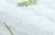 aloe-vera.webp